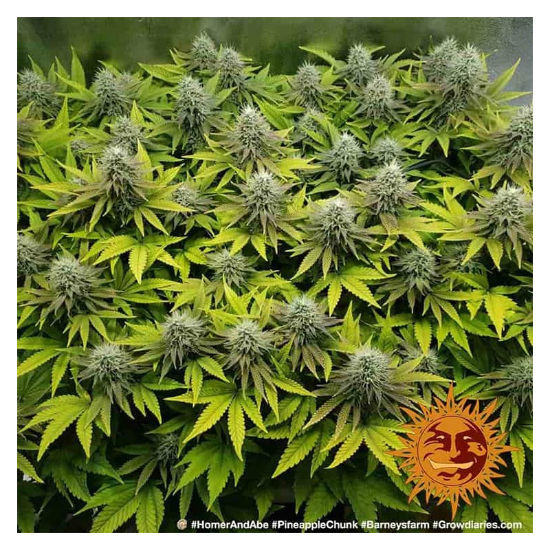 Pineapple Chunk, Фасовка: 3, изображение 7